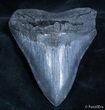 Inch Georgia Megalodon Tooth - Great Serrations #2166-1